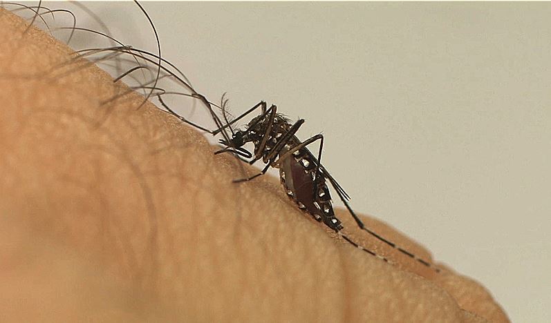 São Paulo já contabiliza 221 mortos em decorrência da Dengue