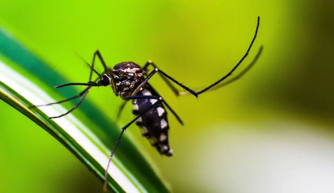 Maioria da população aceitaria tomar a vacina contra a dengue, diz pesquisa