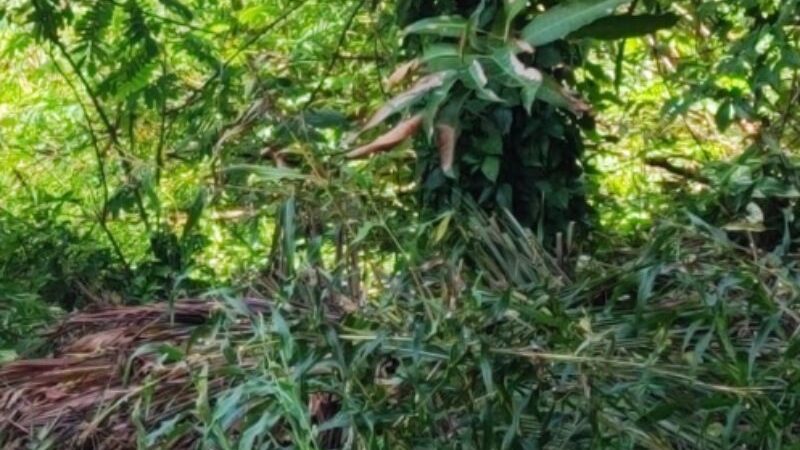 Corpo de homem é encontrado em área de mata no Jorge Teixeira Em Manaus no Amazonas