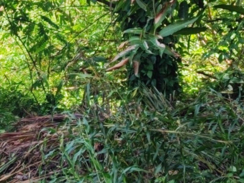 Corpo de homem é encontrado em área de mata no Jorge Teixeira Em Manaus no Amazonas