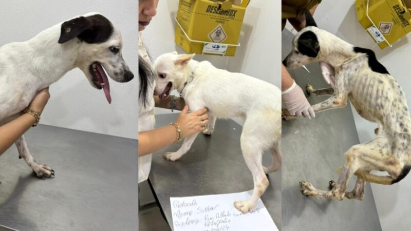 Duas mulheres são presas por deixar cachorros sem comida dentro de casa em Manaus