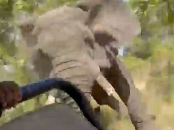Idosa de 80 anos morre após ser atacada por elefante na África; VEJA