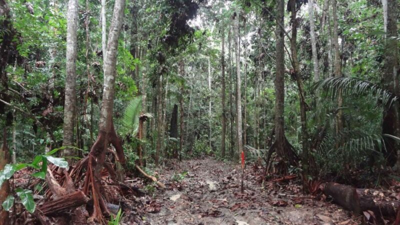 Pesquisa no Amazonas analisa a importância e os impactos do manejo florestal sustentável
