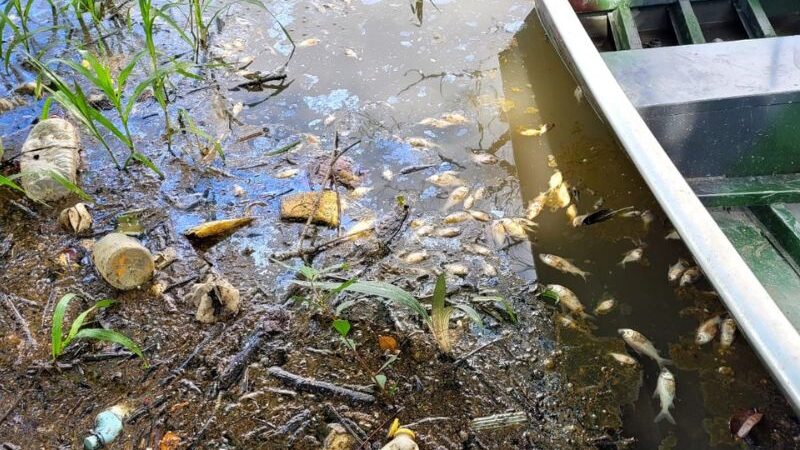 Três pessoas são presas por poluição que matou centenas de peixes em lago de Manaus