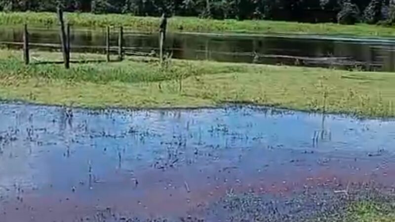 Ladrões de búfalos estão soltos na região do rochedo em Autazes