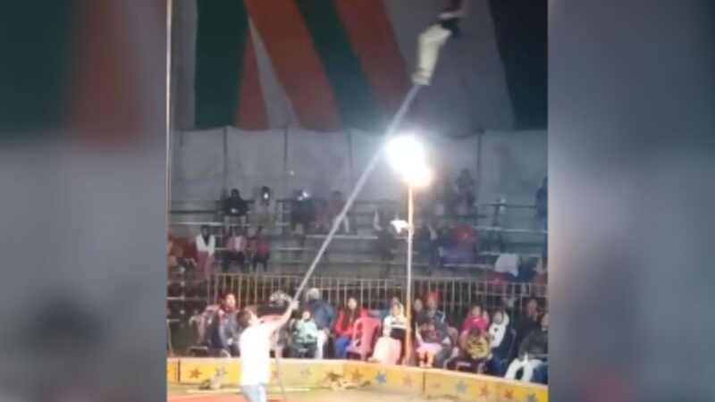 Acrobata sofre estrangulamento durante performance em circo