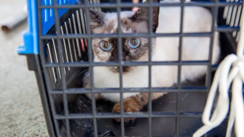 Conjunto Viver Melhor terá ação de castração de animais em Manaus