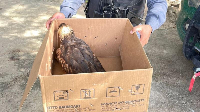 Morador resgata gavião ferido na rodovia AM-070