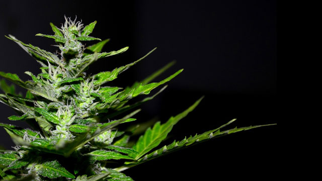 “Até o talo de maconha”: jovem sai de Manaus com mala recheada de drogas e acaba presa pela PF em aeroporto de SP