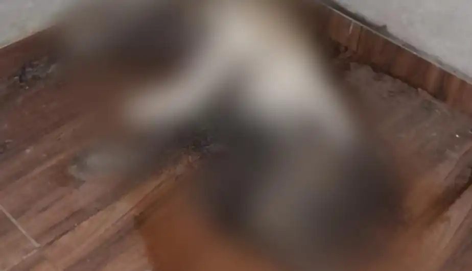 Cachorro morre amarrado por falta de comida e água no Novo Céu