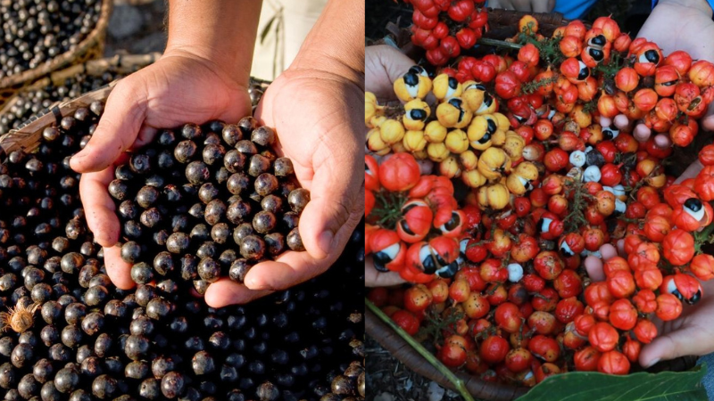 Açaí e guaraná estão entre as melhores frutas globais, aponta guia internacional
