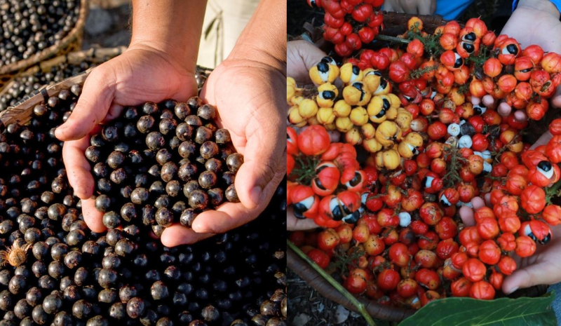 Açaí e guaraná estão entre as melhores frutas globais, aponta guia internacional