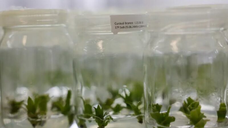 Bromélia da Amazônia pode ser alternativa ao plástico do petróleo