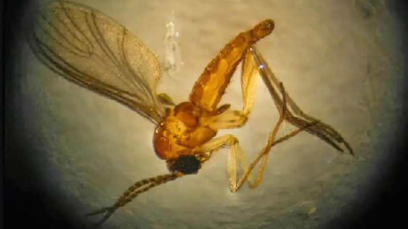 São Paulo registra três novos casos de Febre do Oropouche