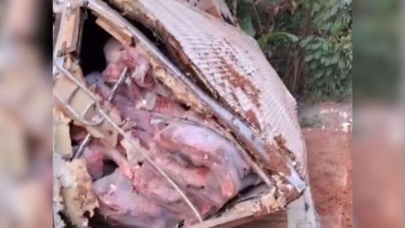 Carreta com bois abatidos tomba na rodovia BR-319