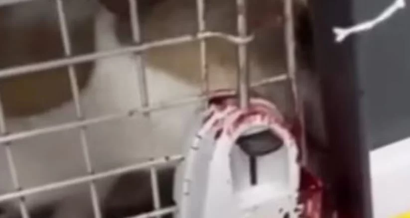 Passageira denuncia Latam por maus-tratos de uma cadela em voo que saiu de Manaus