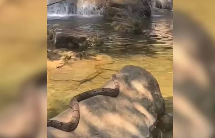 Estudantes flagram jiboia se refrescando em cachoeira; assista