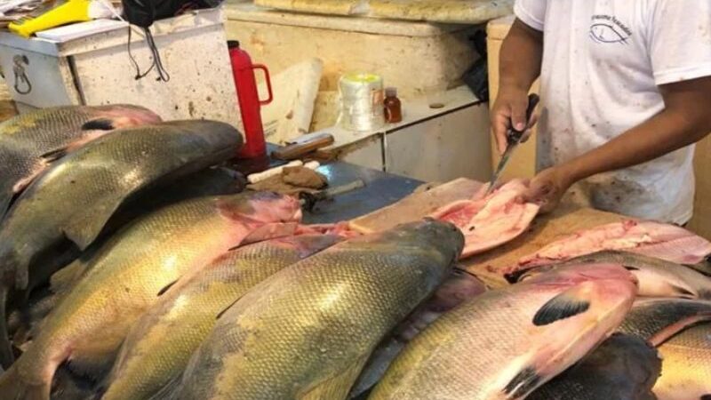 Pesca do tambaqui e outras espécies está proibida até março de 2025 no AM