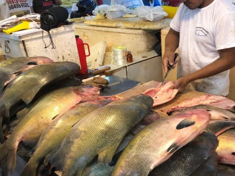Pesca do tambaqui e outras espécies está proibida até março de 2025 no AM