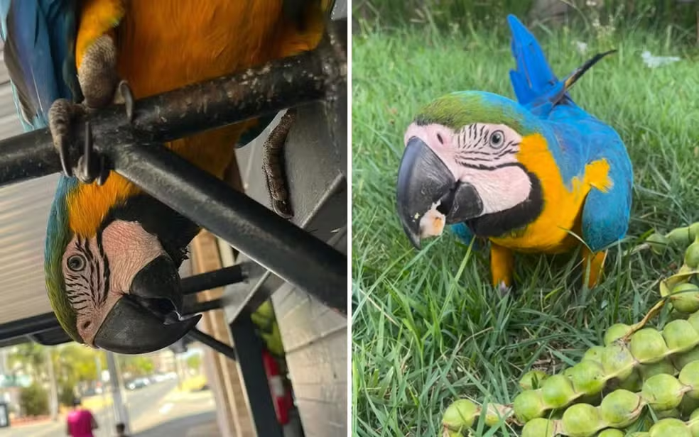 Arara Pipoca morreu após ter asas cortadas por casal, conclui investigação