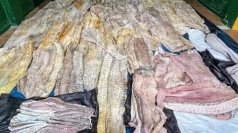 Exército brasileiro apreende uma tonelada de pirarucu ilegal