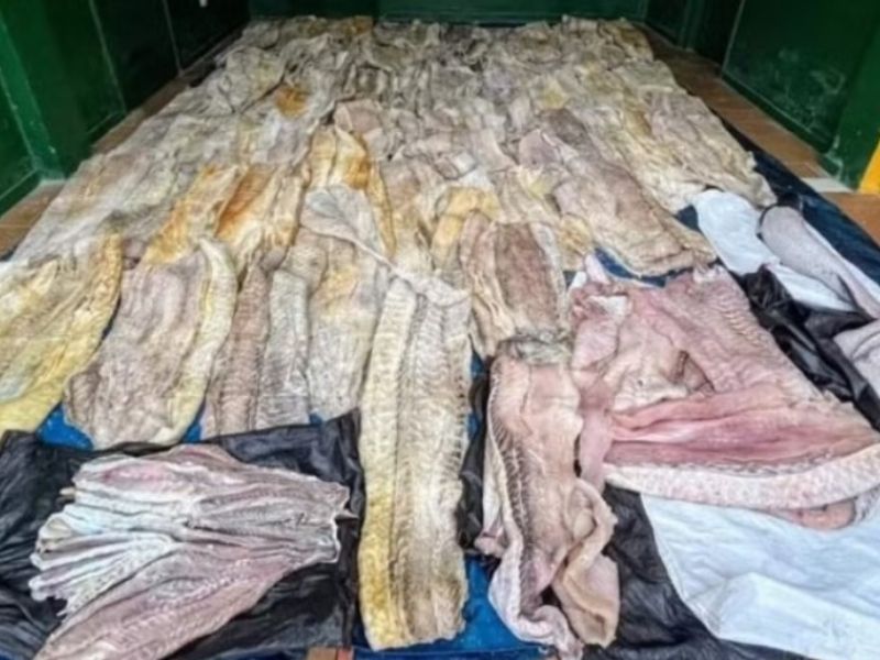 Exército brasileiro apreende uma tonelada de pirarucu ilegal