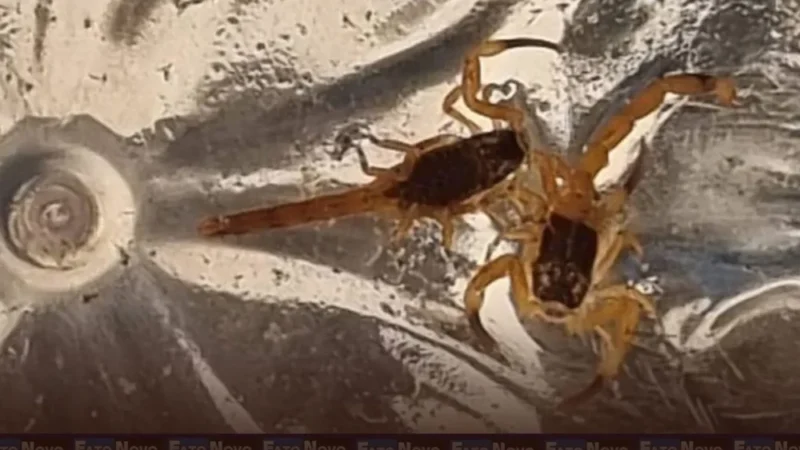 Homem é picado por escorpião no Detran-DF. Nove animais são capturados