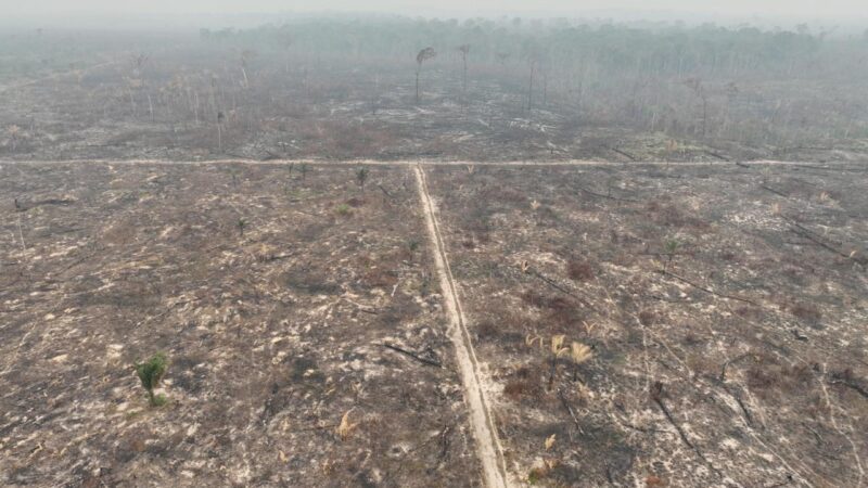 PF prende suspeito de desmatamento ilegal em terras públicas da União no AM