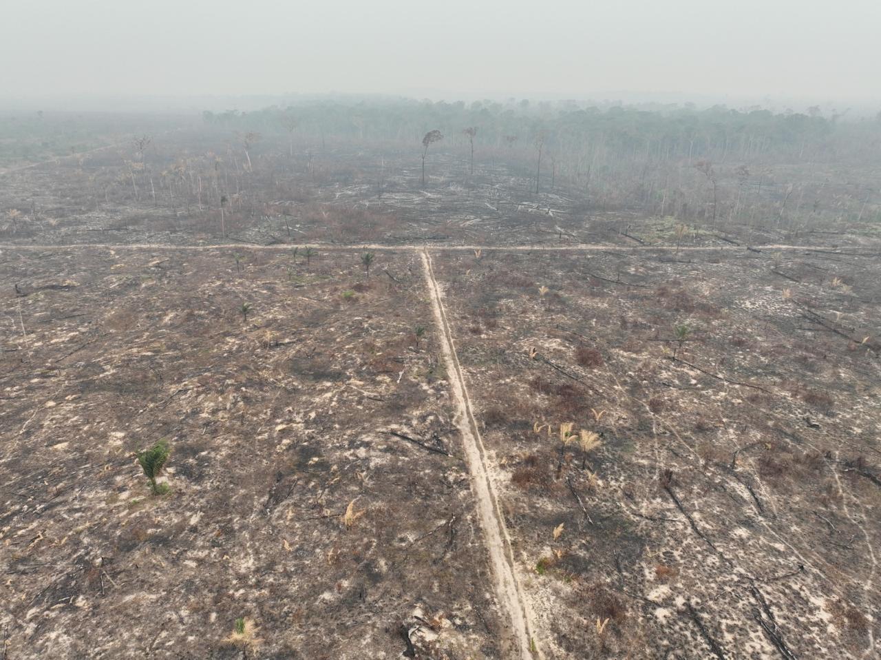 PF prende suspeito de desmatamento ilegal em terras públicas da União no AM