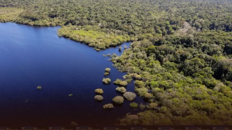 Petrobras e BNDES fazem parceria para restauração na Amazônia