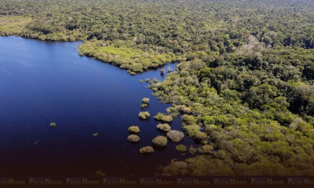 Petrobras e BNDES fazem parceria para restauração na Amazônia