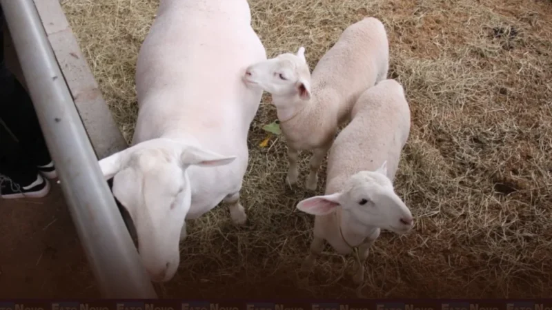 Programa reforça a saúde de caprinos e ovinos do DF