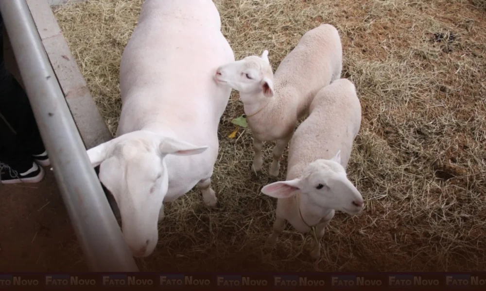 Programa reforça a saúde de caprinos e ovinos do DF