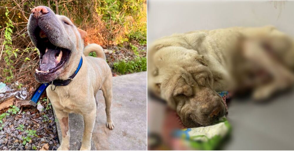 Casal pagou R$ 50 reais para homem abandonar cachorro vítima de maus-tratos em Manaus, diz PC