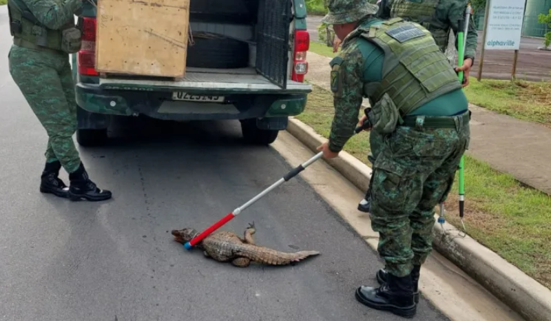 Jacaré é resgatado enquanto passeava na Ponta Negra