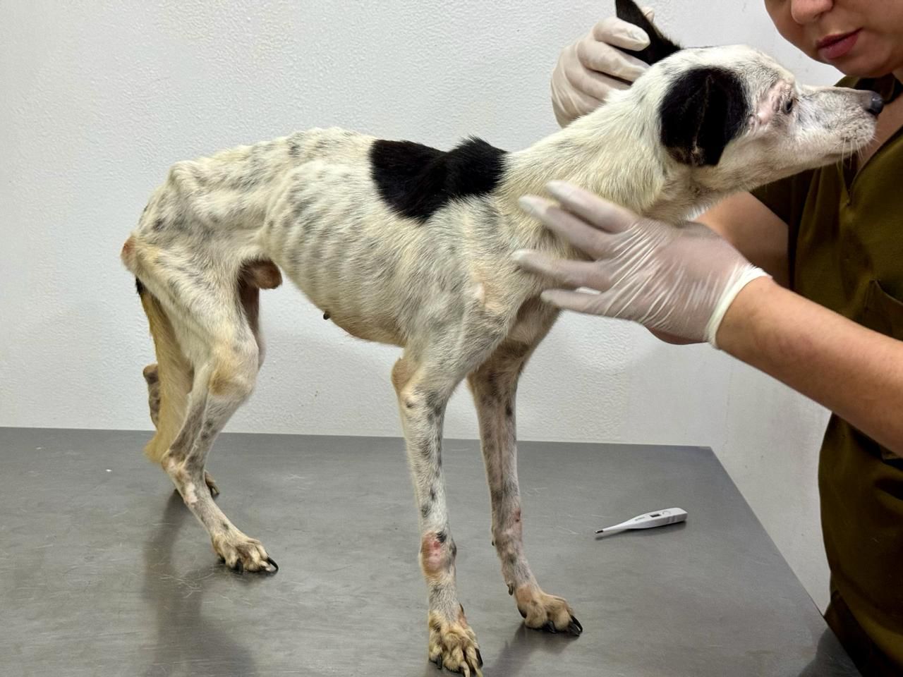 Mais de 120 inquéritos de maus-tratos a animais são encaminhados à Justiça em 2024 no AM