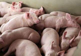 Na véspera de Natal, mulher tem porco furtado de sua propriedade rural no interior de MS