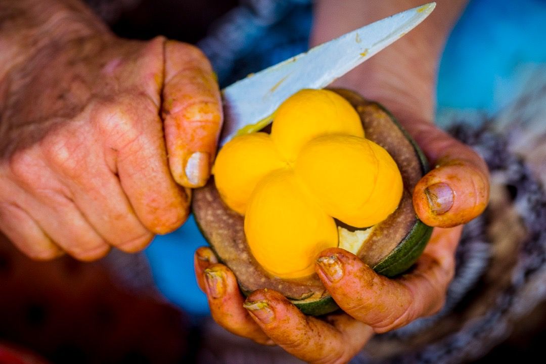 Reforma Tributária sobretaxa açaí e produto poderá ficar mais caro, aponta estudo