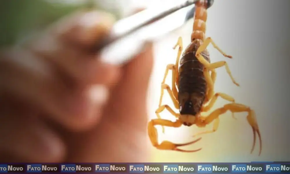 Acidentes com animais peçonhentos aumentam quase 12% no Distrito Federal, em 2024