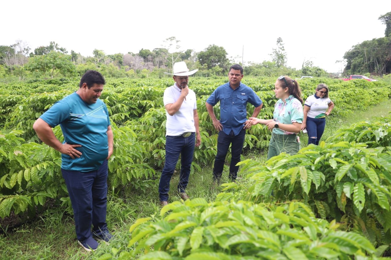 Governo do Amazonas investe na produção de café em São Sebastião do Uatumã