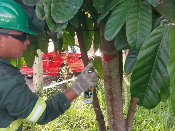 Inventário florestal revela diversidade de espécies arbóreas na área do Prosai Parintins