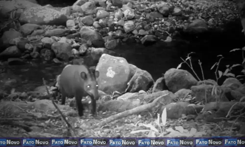 Maior mamífero da América do Sul, que se pensava extinto, reaparece após 100 anos no RJ