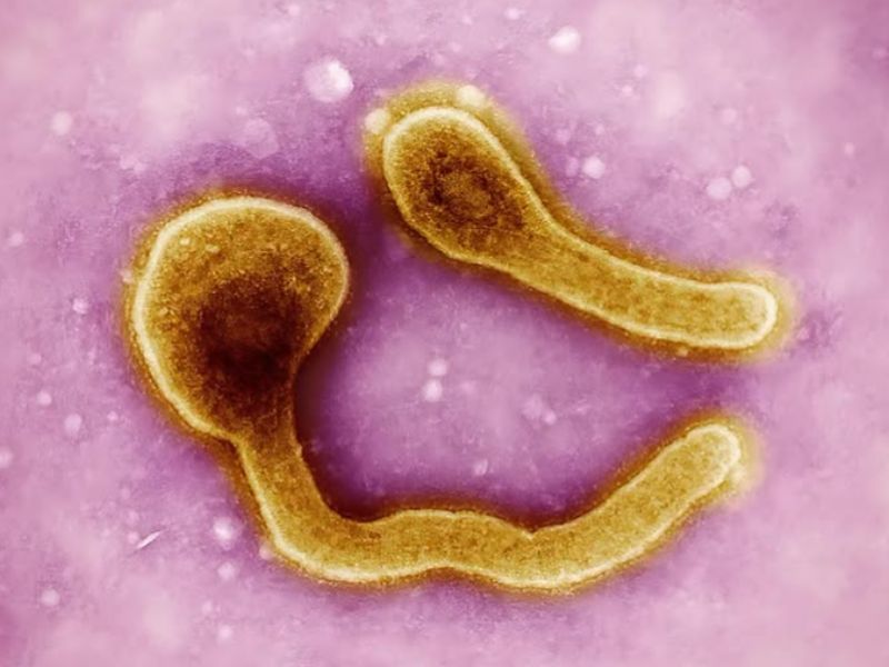 Tanzânia confirma surto de vírus Marburg • Portal Tucumã