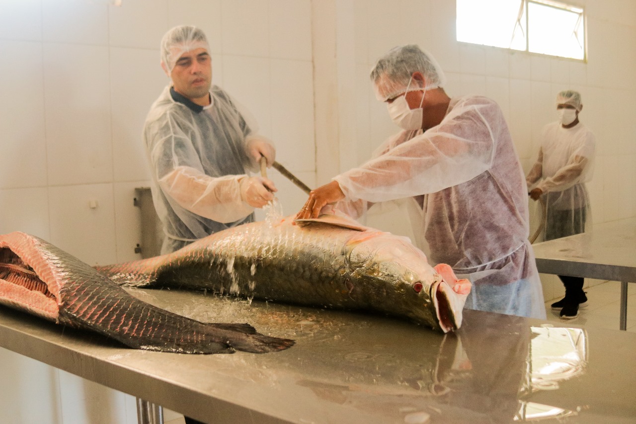 Manejadores de pirarucu recebem treinamento em rastreabilidade