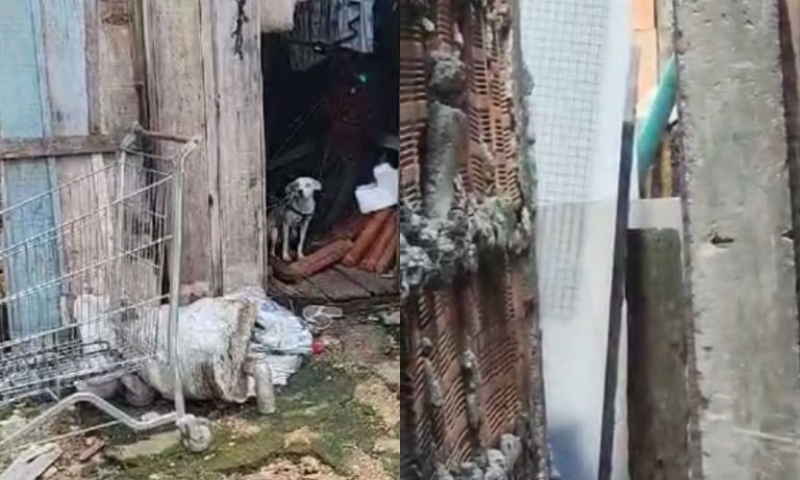 Mulher é presa após manter cachorros amarrados, sem água e comida, na Compensa