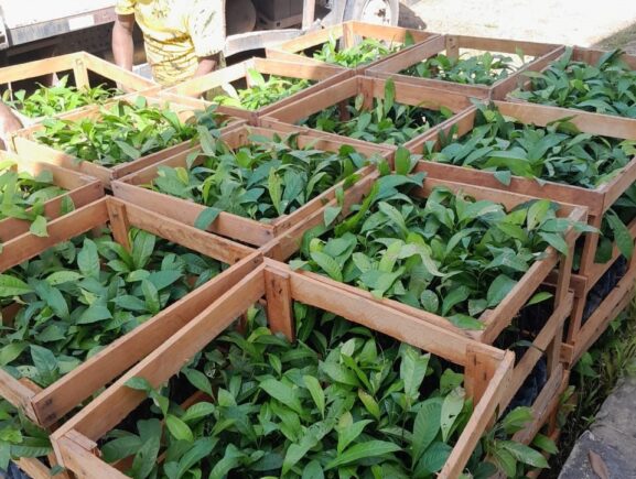 Idam distribui 8,6 mil mudas de castanha-do-Brasil para extrativistas de Nova Olinda do Norte e Beruri