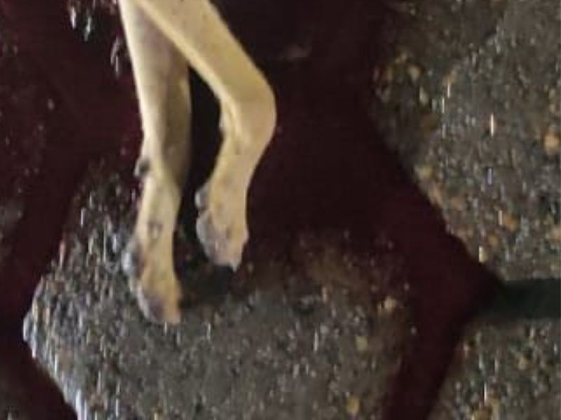 cadela é morta com tiro na cabeça em Manaus