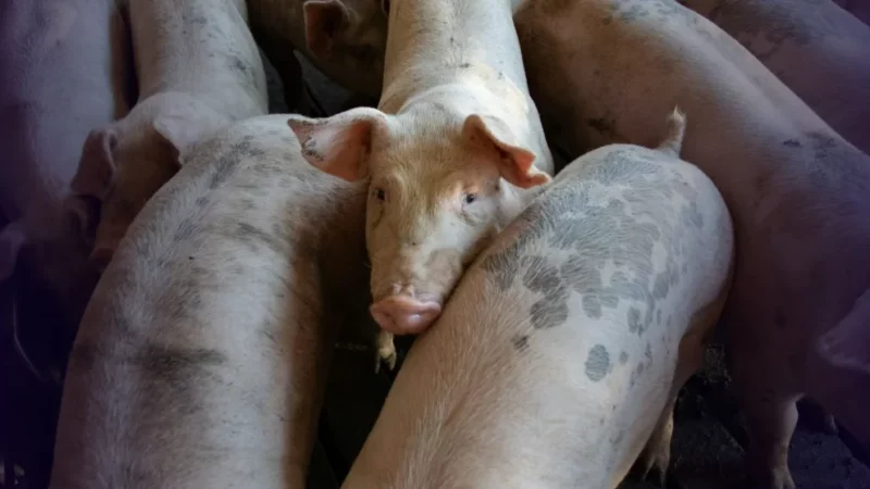 GDF estabelece regras de biossegurança para granjas comerciais de suínos – Fato Novo