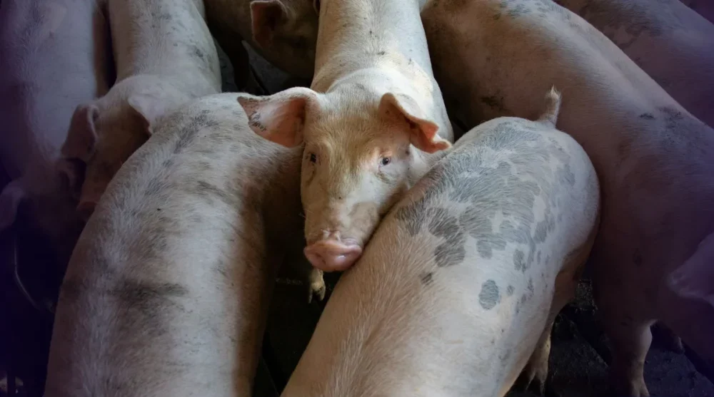 GDF estabelece regras de biossegurança para granjas comerciais de suínos – Fato Novo