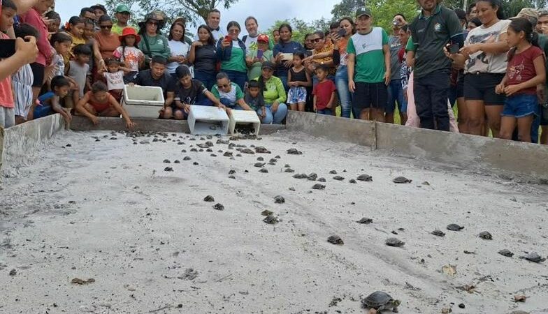 Mais de 300 quelônios são soltos no rio Mamuru, em Parintins